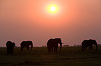 elephants