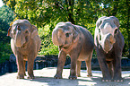 elephants