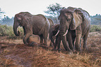 Elephants