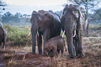 Elephants in the rain