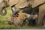 4 months old baby elephant