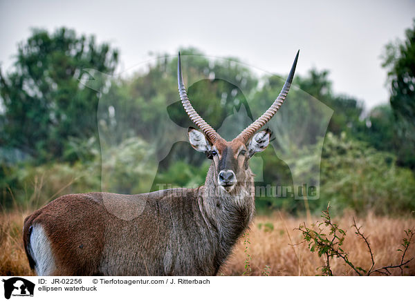 Ellipsenwasserbock / ellipsen waterbuck / JR-02256