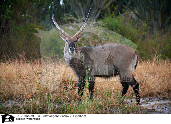 ellipsen waterbuck / JR-02259