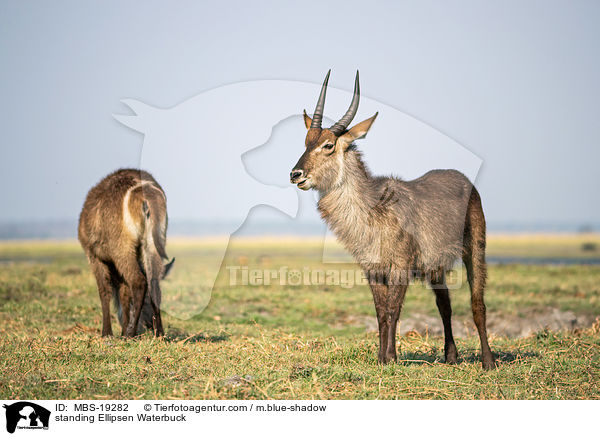 standing Ellipsen Waterbuck / MBS-19282