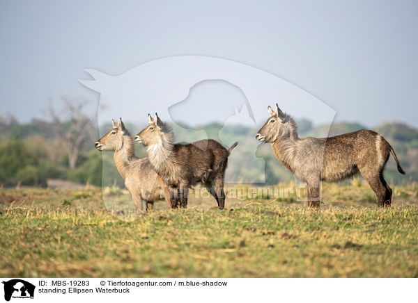 standing Ellipsen Waterbuck / MBS-19283