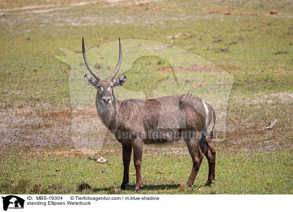 stehender Ellipsenwasserbock / standing Ellipsen Waterbuck / MBS-19304