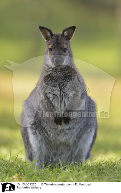 Bennettknguru / Bennett's wallaby / DV-03220