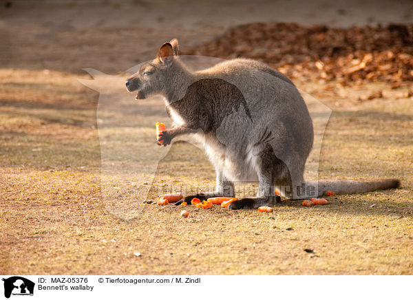 Bennettknguru / Bennett's wallaby / MAZ-05376