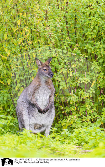 English Red-necked Wallaby / PW-10476