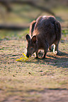 Bennett's wallaby