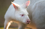 Bennett's wallaby