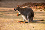 Bennett's wallaby