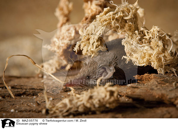 Etruskerspitzmaus / Etruscan pygmy shrew / MAZ-05776