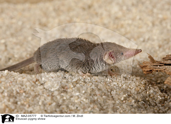 Etruskerspitzmaus / Etruscan pygmy shrew / MAZ-05777