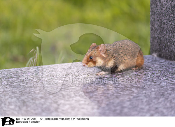 Feldhamster / Eurasian hamster / PW-01906