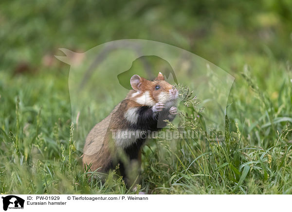 Feldhamster / Eurasian hamster / PW-01929