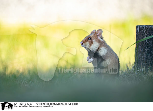 Feldhamster auf der Wiese / black-bellied hamster on meadow / HSP-01387