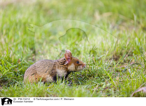 Feldhamster / Eurasian hamster / PW-13212