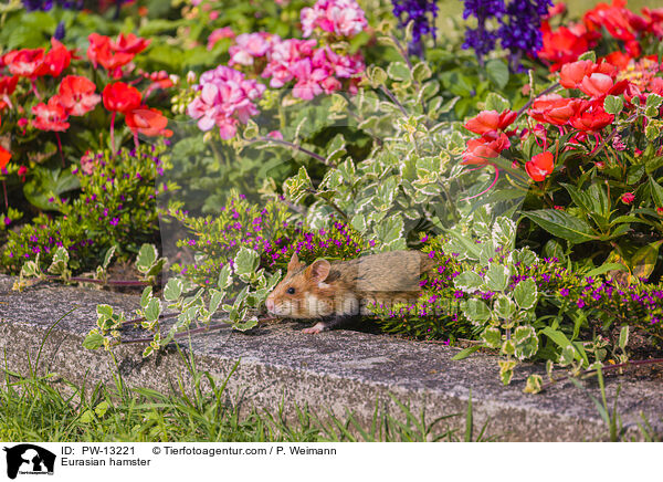 Feldhamster / Eurasian hamster / PW-13221