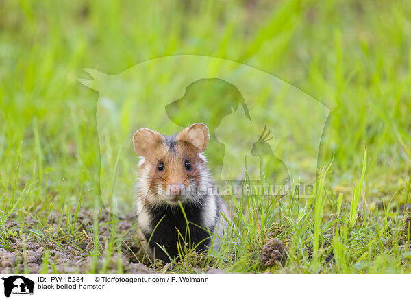 Feldhamster / black-bellied hamster / PW-15284