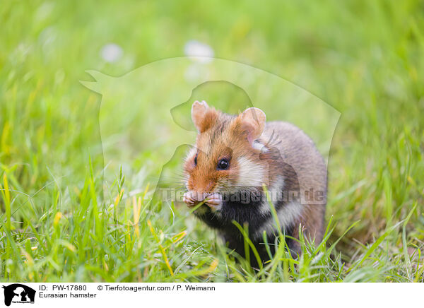 Eurasian hamster / PW-17880