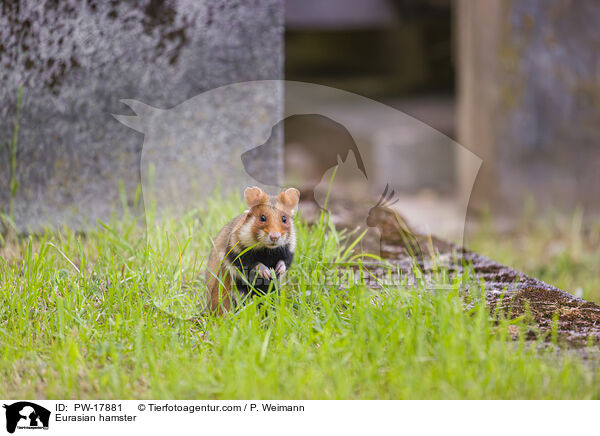 Feldhamster / Eurasian hamster / PW-17881