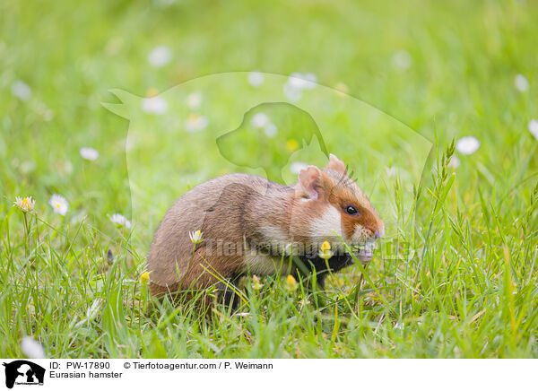 Feldhamster / Eurasian hamster / PW-17890