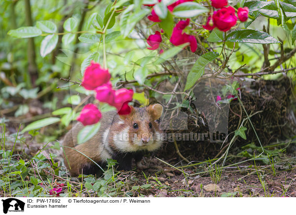 Feldhamster / Eurasian hamster / PW-17892