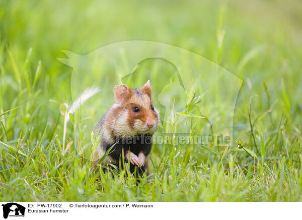 Feldhamster / Eurasian hamster / PW-17902