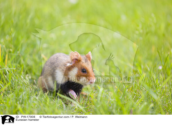 Feldhamster / Eurasian hamster / PW-17908