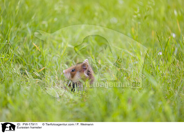 Feldhamster / Eurasian hamster / PW-17911