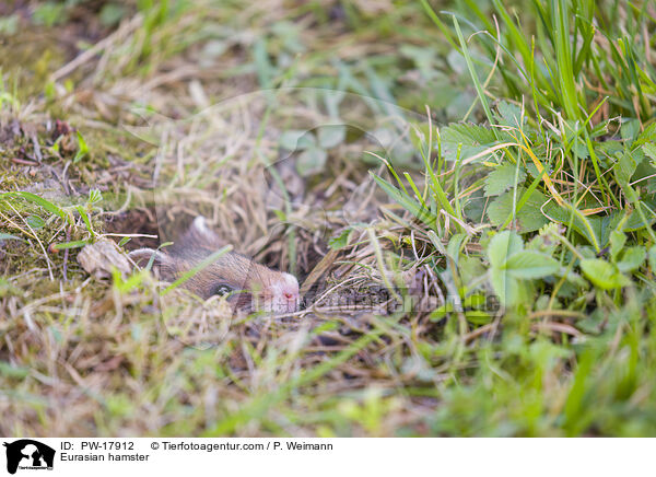 Feldhamster / Eurasian hamster / PW-17912