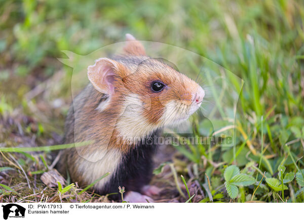 Feldhamster / Eurasian hamster / PW-17913