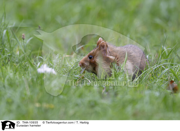 Feldhamster / Eurasian hamster / THA-10935