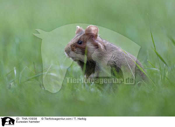 Feldhamster / Eurasian hamster / THA-10938