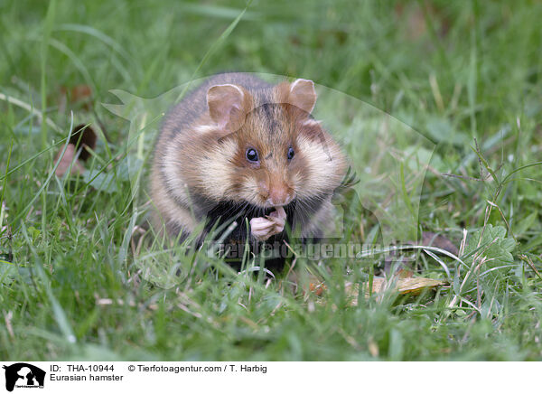 Feldhamster / Eurasian hamster / THA-10944