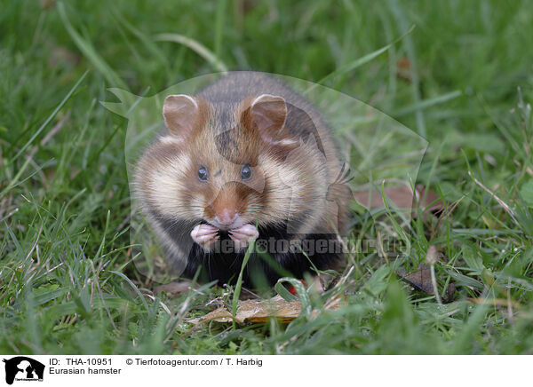 Feldhamster / Eurasian hamster / THA-10951