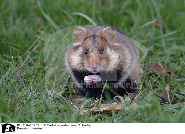 Feldhamster / Eurasian hamster / THA-10952