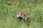 Eurasian hamster