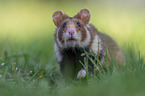 Eurasian hamster