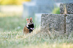 black-bellied hamster on meadow