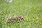 Eurasian hamster