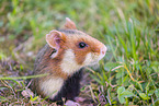 Eurasian hamster