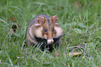 Eurasian hamster