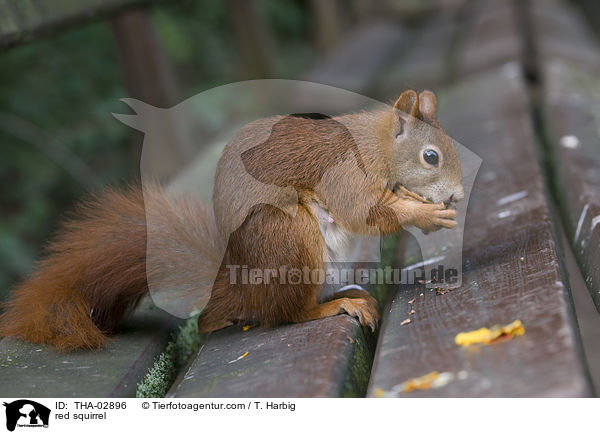 red squirrel / THA-02896