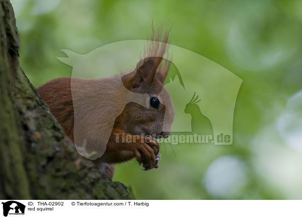 red squirrel / THA-02902