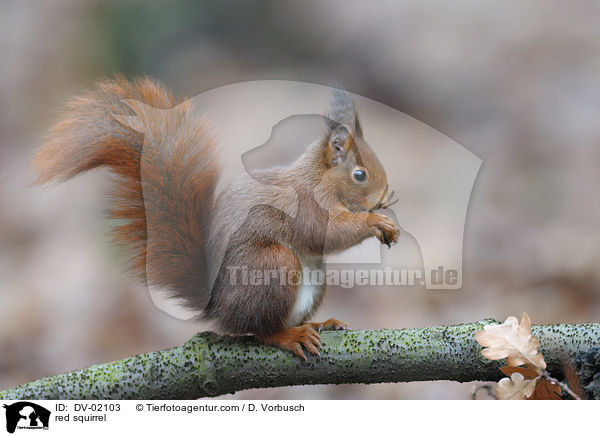 red squirrel / DV-02103