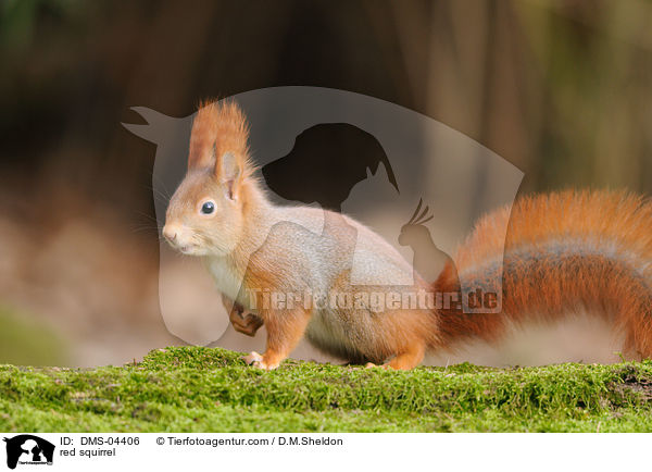 red squirrel / DMS-04406