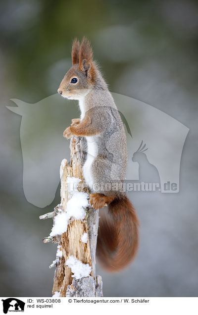 Europisches Eichhrnchen / red squirrel / WS-03808