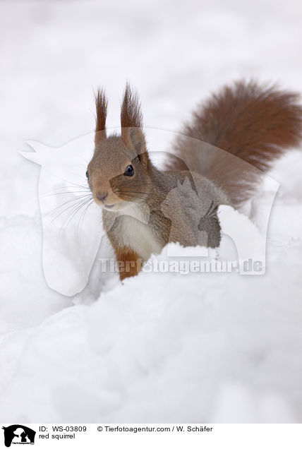 red squirrel / WS-03809